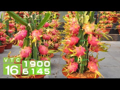 Video Trồng thanh long trong chậu: Độc, lạ, lãi cao | VTC16 - youtube
