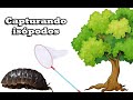 Capturando isópodos para terrario - Jon-ant