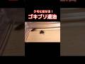 ゴキブリの退治をクモに任せた結果🕷️