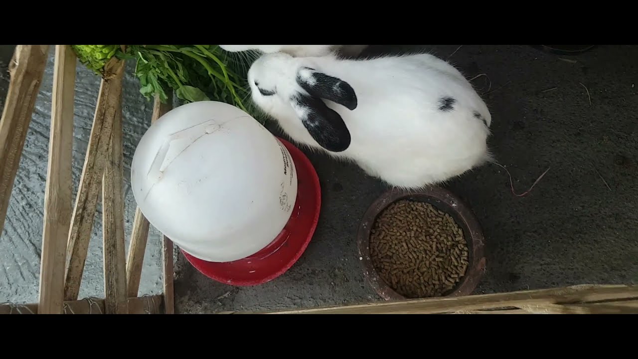 Chapter 5 First Baby Rabbits - Chapter 5 First Baby Rabbits
