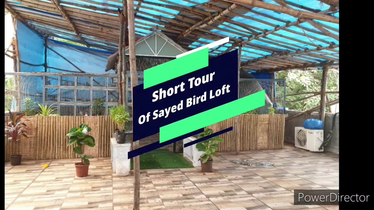 Most Beautiful Bird Loft in the City|Short Tour