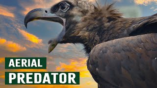 The Starving Colony Of 150 Vultures Fighting For Shelter | Apex Predator