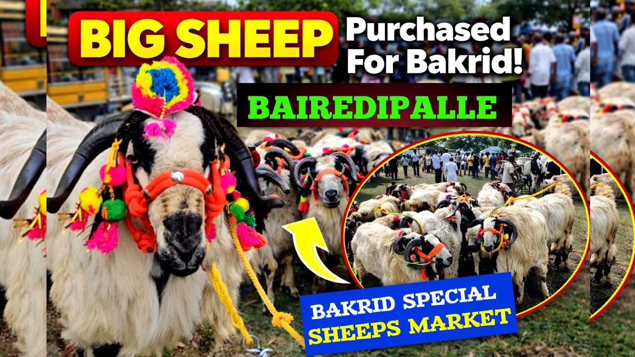 БАЙРЕДДИПАЛЛЕ БОЛЬШОЙ РЫНОК ОВЦ И КОЗ {СПЕЦИАЛЬНОЕ ВИДЕО БАКРИДА 2025 ГОДА}