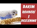 Muhabbet Kuşu Bakım Rehberi -1 BESLENME