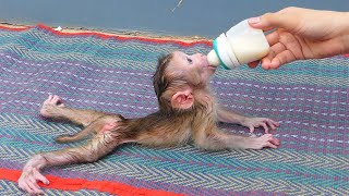 Very Cute Pruno Style When Drink Milk, Mom So Much Care  Treat Pruno With Good Milk