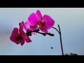 Мои прекрасные🌸Обзор моего окна с орхидеями апрель 2021
