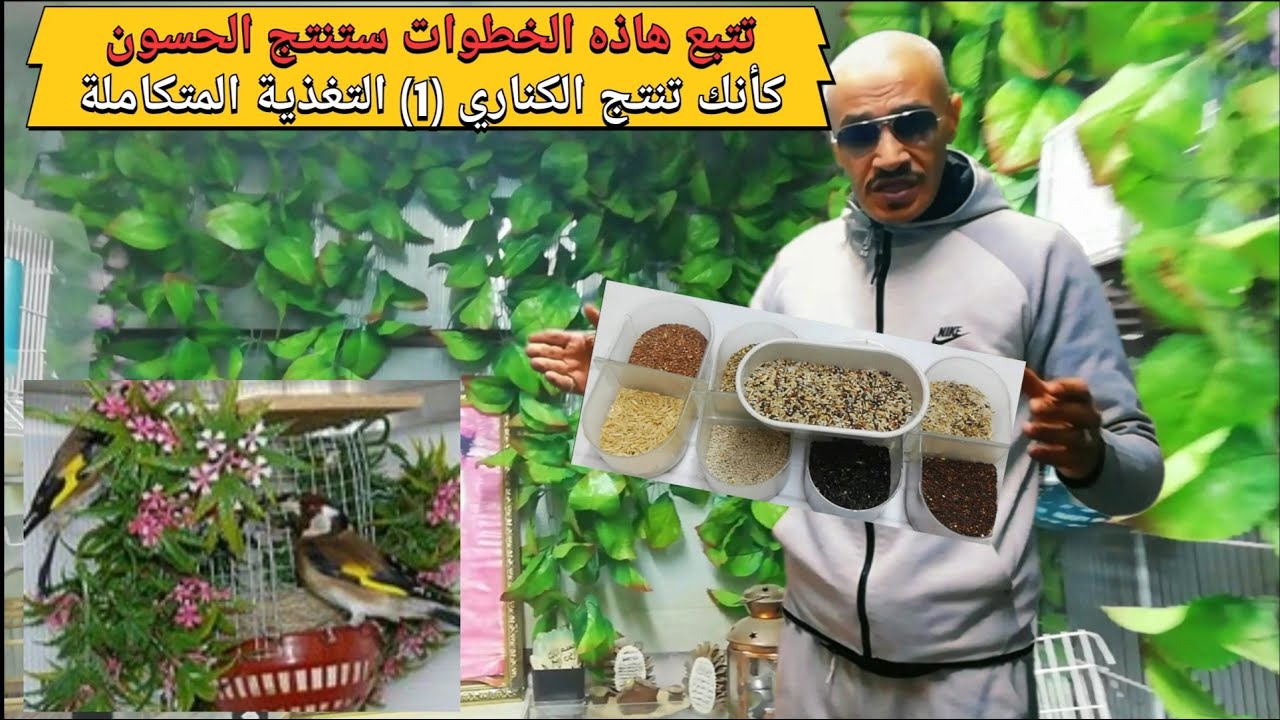 #انتاج #الحسون #2025# ستنتج الحسون كأنك تنتج الكناري باتباعك... (1) #التغذية #المتكاملة #والمتوازنة