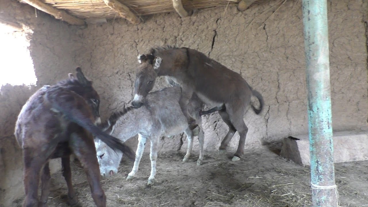 Download Donkey and donkeys groom each other New meeting Murrah Jun 25