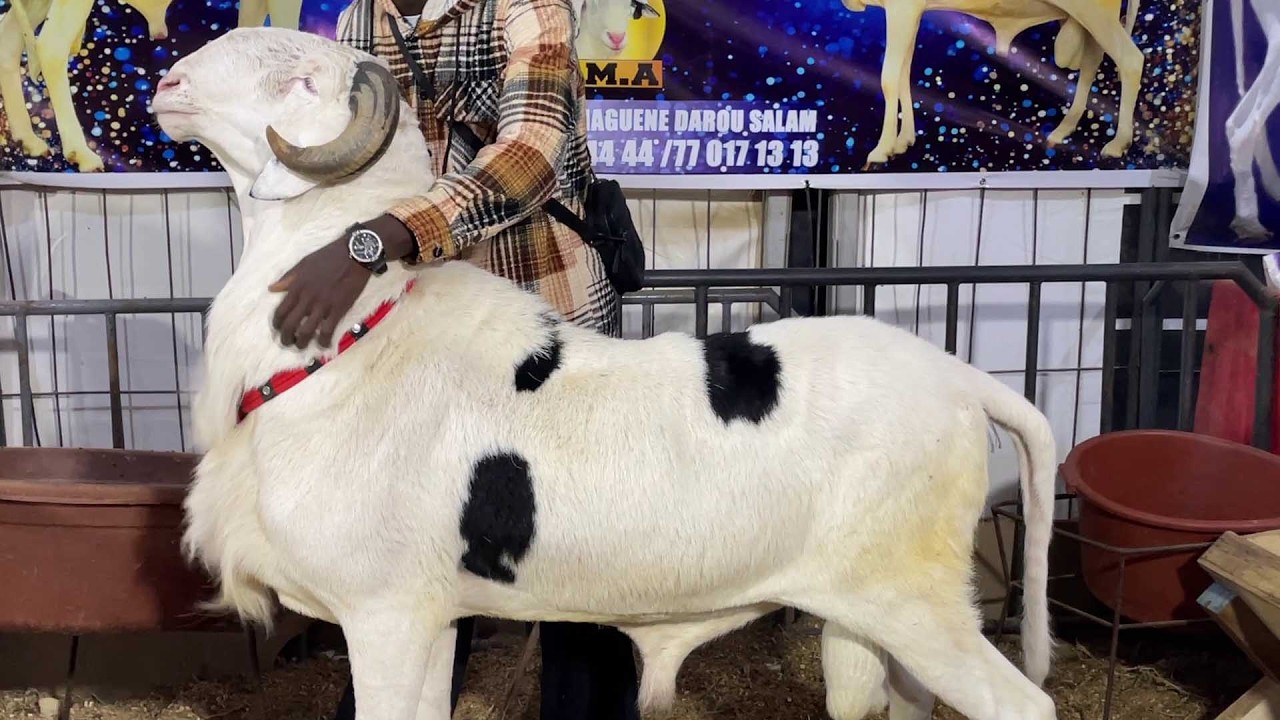 FOIRE RAMADAN BERGERIE MODOU AW