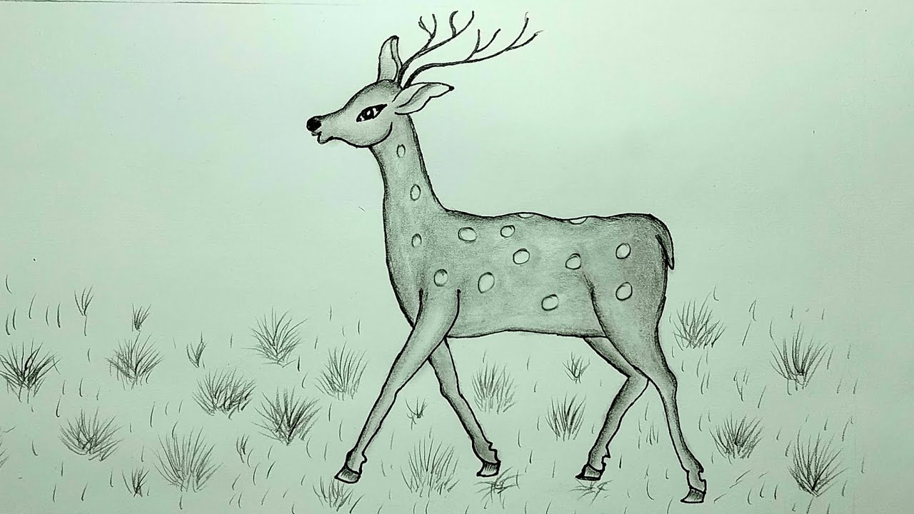 How to draw a deer easy with pencil sketch. - YouTube