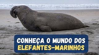 ELEFANTE-MARINHO / 12 CURIOSIDADES INTERESSANTES SOBRE O ELEFANTE-MARINHO QUE VOCÊ PRECISA SABER!