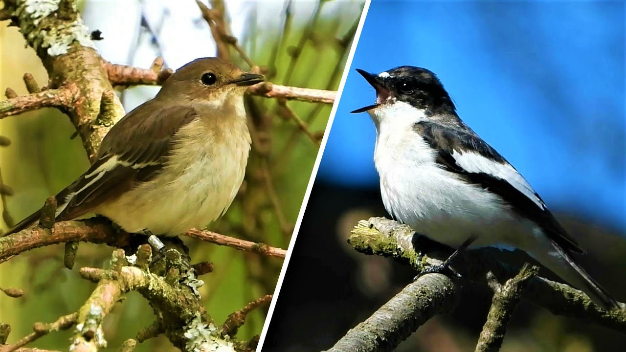 PIED FLYCATCHERS ♫ Calling & Singing