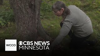 Minnesota forest serves as sustainable alternative to cemeteries