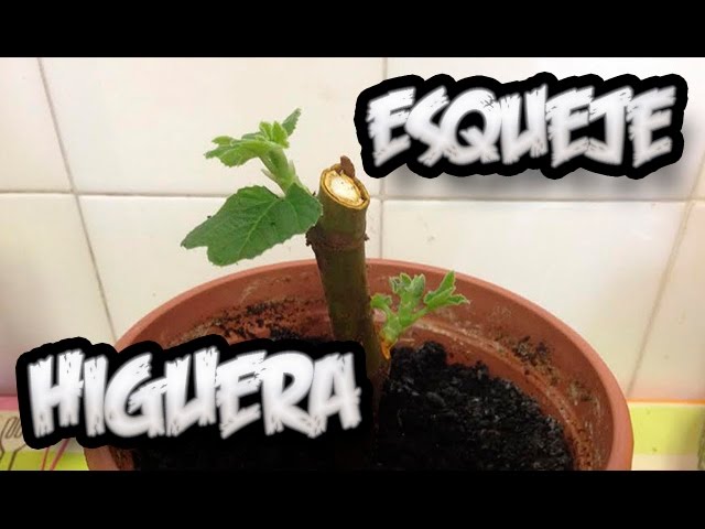 Cómo plantar una higuera