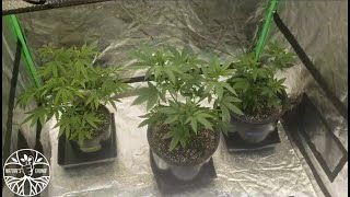 Indoor Cannabis Grow Episode 4 Veg Season