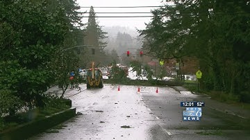 Gusty winds, rains down trees in Portland
