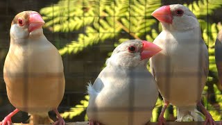 These java sparrows love a challenge singing. They enjoy trying new styles of beautiful songs.  Wealth