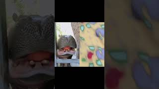 zoo trending anmals viral funny trendingshorts hippo