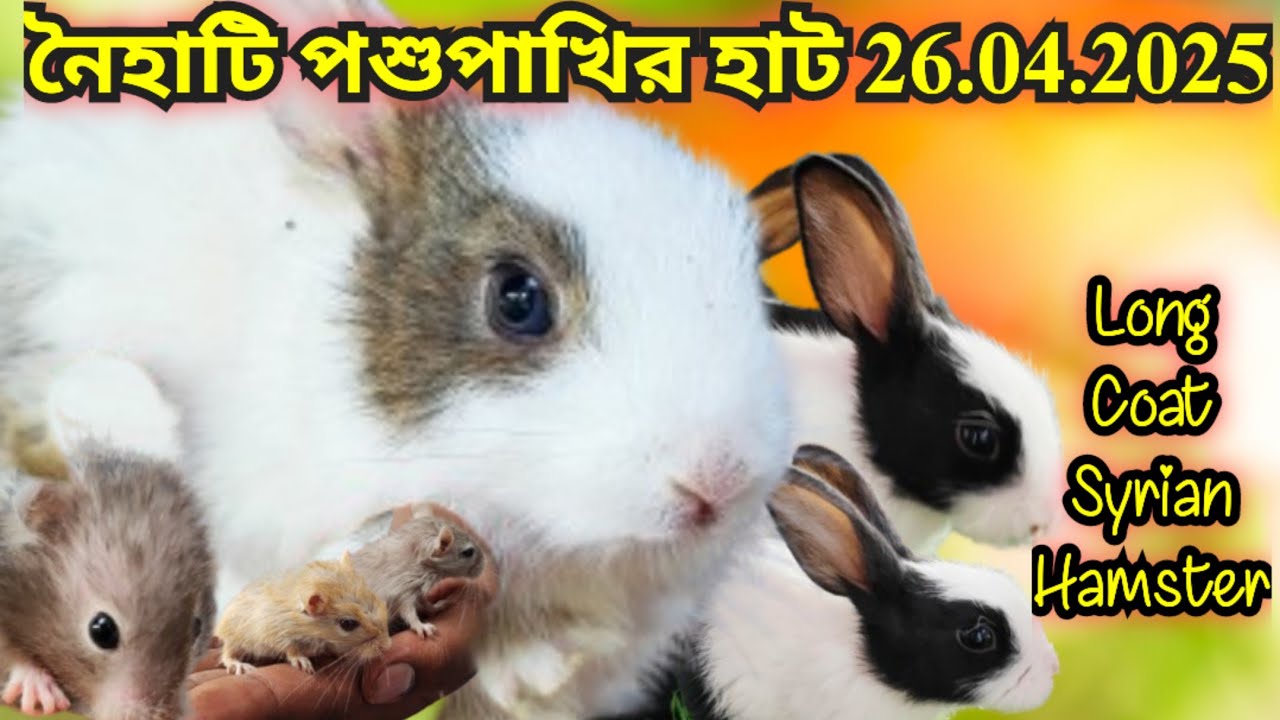 Naihati Pet Market ।।Recent Price of Syrian & Dwarf Hamsters ,Mangolian ...