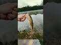 #bassfishing #sponsorbuzz #bassfishing #fishing #susbcribe #subscribemychannel #giveaways #arkansas