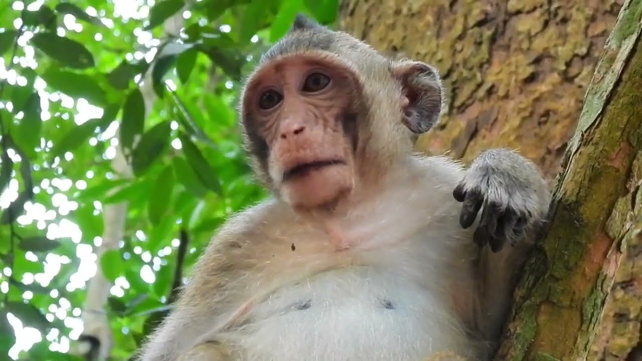 Sometimes Mom Brinn Is Confusing With Baby Monkey Bobby