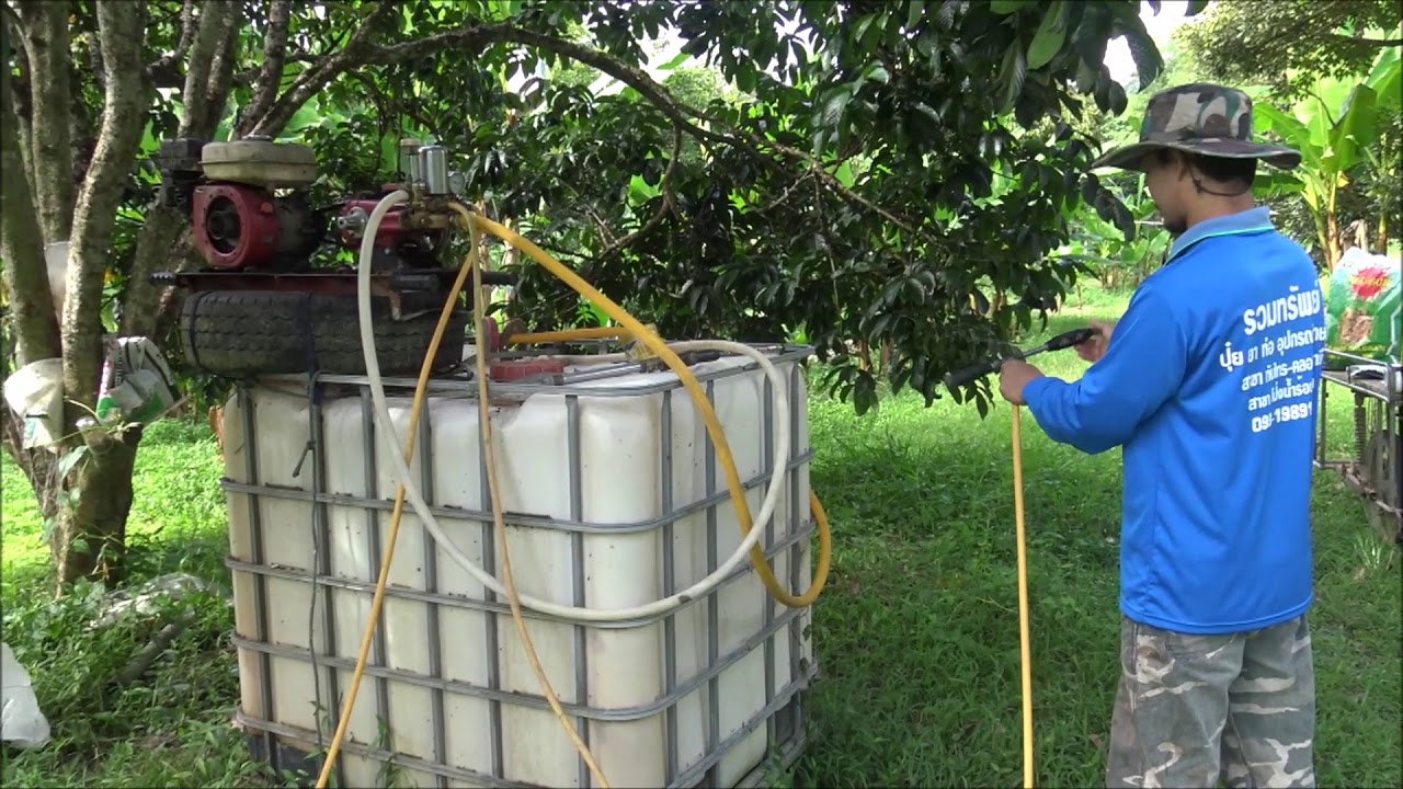 การราดสารหรือการพ่นสารเพื่อทำให้ลำไยออกช่อหรือออกดอก นอกฤดูกาล