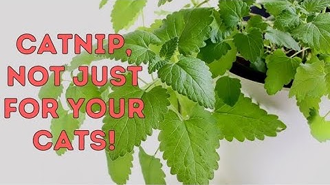 Harvesting Catnip & The Many Uses Of Catnip