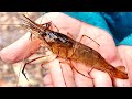 CATCHING GIANT *SHRIMP* in a FISH TRAP!