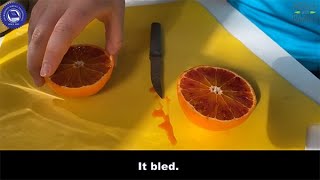 Download Lagu What is a MandaRosa red mandarin? MP3