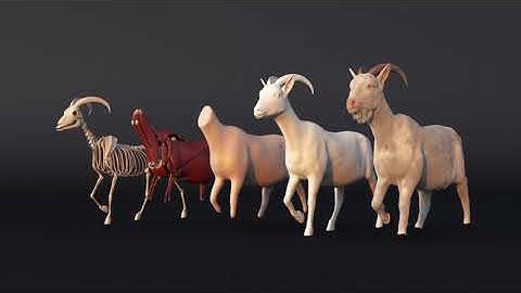 Goat muscles simulation using houdini