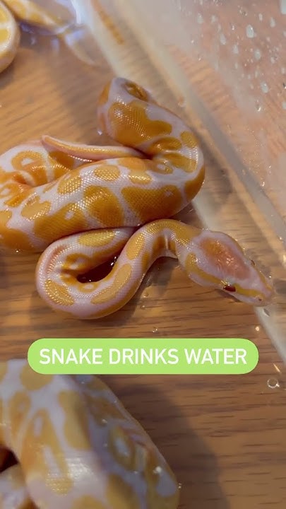 BABY BALL PYTHON DRINKS WATER FOR THE FIRST TIME - YouTube