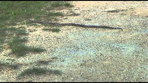 REPTILE EXAM: RECTILINEAR MOVEMENT IN SNAKES.avi