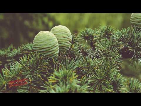 АромаЩит1. Эффективное ПротивоВирусное решение. СпецВыпуск.