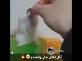ياعين امك ياعين امك