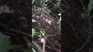 Download Lagu Cara menjebak burung paling mudah menggunakan jebakan tikus. MP3