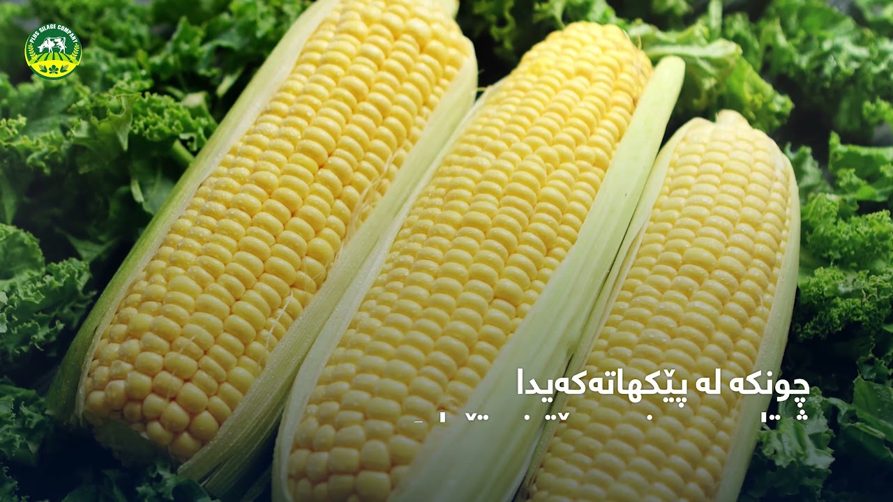 سيلاجى گەنمەشامی. سیلاج الذره صفراء في العراق