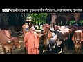 Gir cows of SGVP swaminarayan Gurukul Ahmedabad with gir bulls and gir cows featured