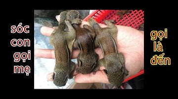 Tiếng sóc đất con gọi mẹ chuẩn nhất hiện nay bảo đảm siêu nhạy baby squirrel call sound