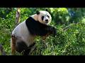 Live: Seize the day with panda brothers at Hainan Tropical Wildlife Park – Ep. 3