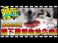 【Bonnie】阿布在哪裡?! - 貓咪的料理時間│首次下廚做阿布的早餐"甜椒牛肉" ! !