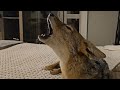 African Jackal talks and howls