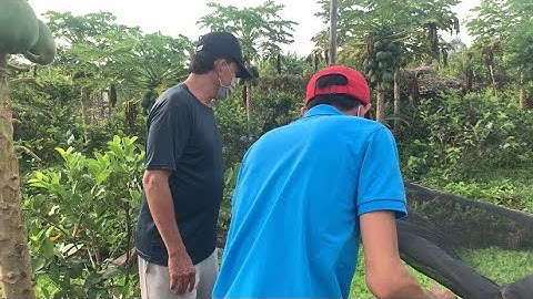 Giao Ốc Bươu Đen Giống Cho Khách Hàng Ở Kế Sách-Sóc Trăng | Liệt Vlog