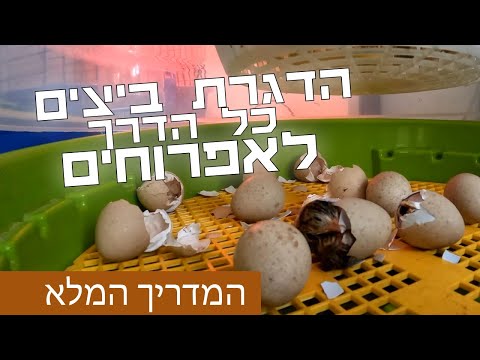 וִידֵאוֹ: היכן מודגרות ביצים?