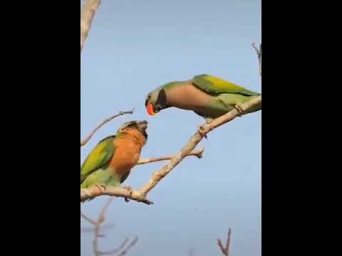 حالات قران مع جمال الطبيعه بصوت هشام الهزاز 