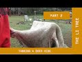 Tanning a deer hide  one week in  part 2