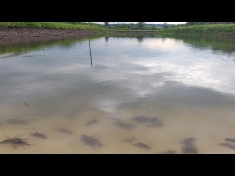 Розведение раков в пруду возле дома что из этого получается ... Жизнь У Пруда