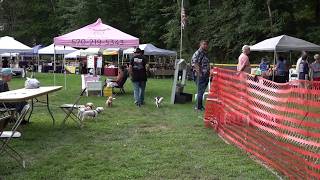 Laura's Hope Rescue hosts annual fundraiser while honoring late supporter Debbie Higgins