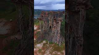 🌲 An ancient towering tree hidden deep within the mountains of Yunnan, China