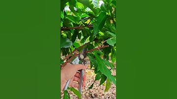 kéo cắt cành nhật bản sk5 #xuhuong #kéocắtcành #keonhat