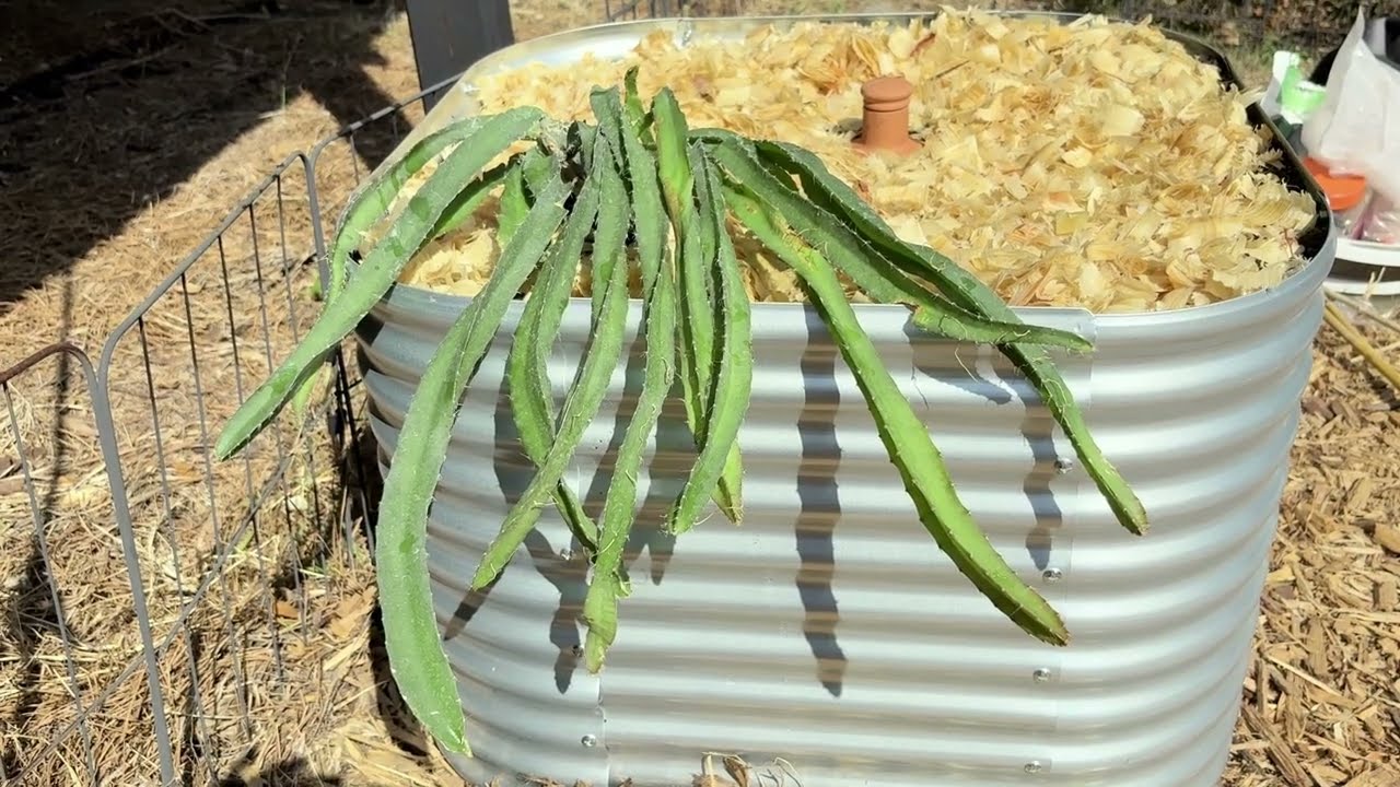 I'm Planting Dragon Fruit Even Though I Don't Like It and Have No Idea What I'm Doing